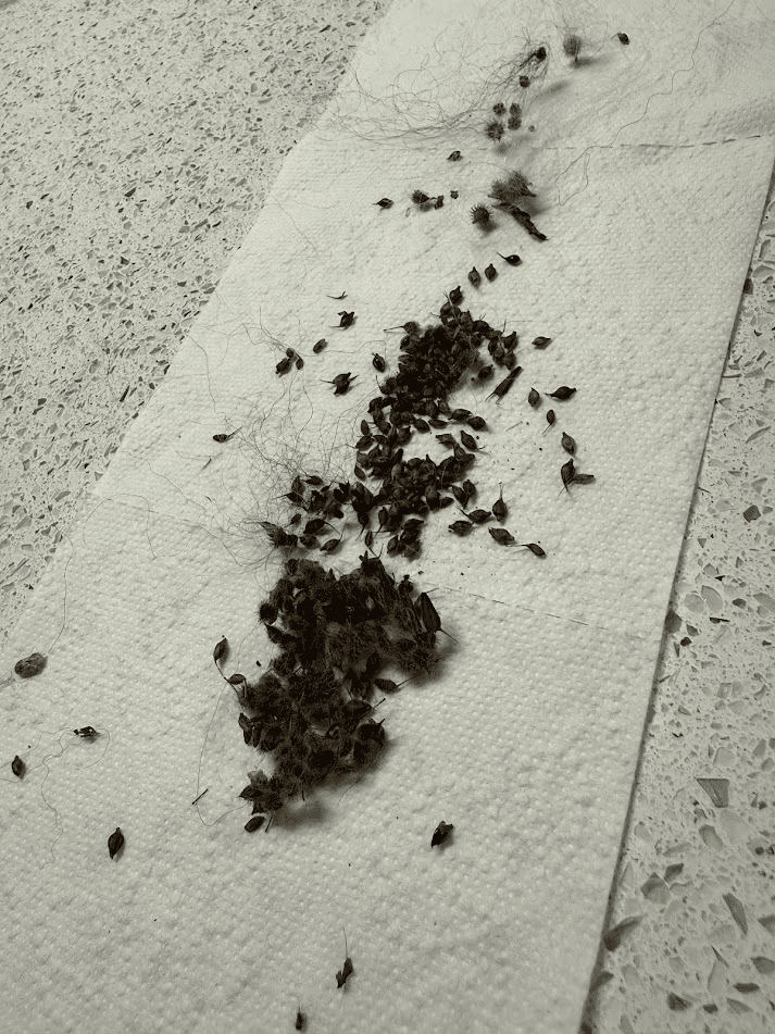 Thomas origin story image86